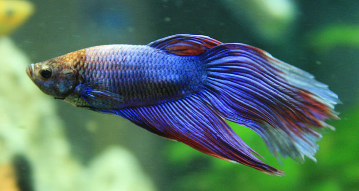 Bettas Fish Animal Pet