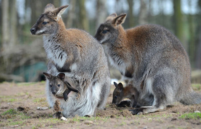 Wallaby Animal Pet